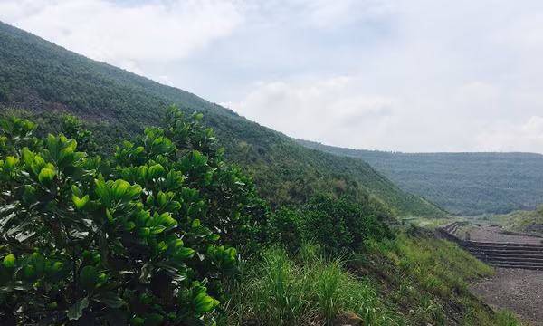Năm 2022, TKV trồng 205ha cây xanh phục hồi môi trường