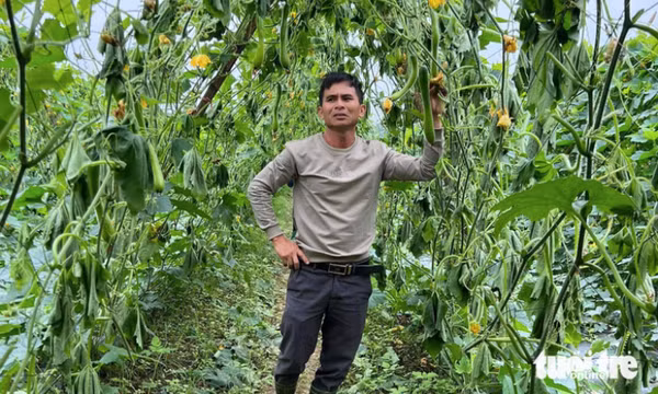 'Chết đứng' trong ruộng bí bị chặt gốc, chặt trái cả héc ta, công an vào cuộc