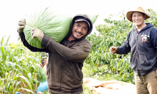 Giá đạt đỉnh lịch sử, cà phê Việt trở nên lấp lánh