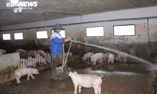 Giá heo hơi liên tục chạm đáy, người nuôi lo thất thu vụ Tết