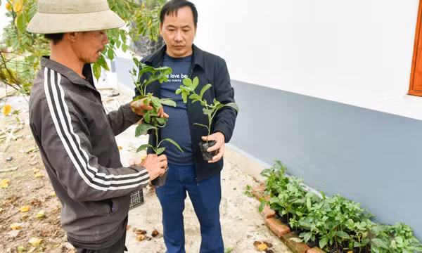 Đầm Hà: Triển vọng từ mô hình thí điểm trồng chanh leo