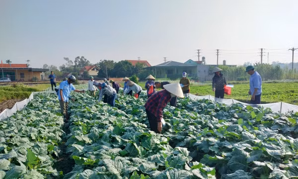 Phòng chống rét cho cây trồng, vật nuôi