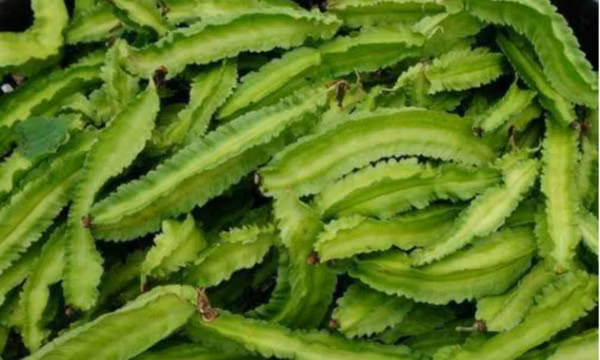 Quả đậu rồng có công dụng thần kỳ gì với sức khỏe?