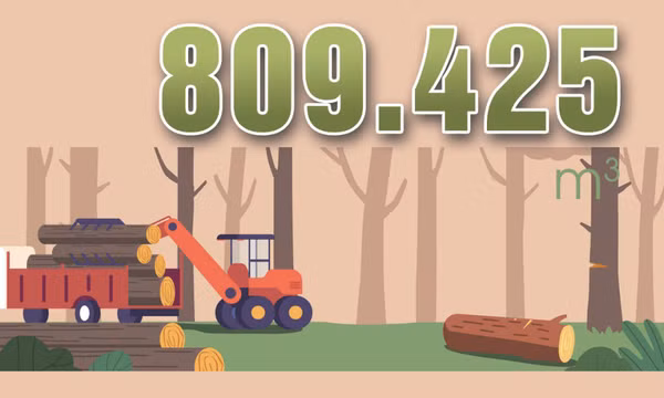 809.425 m3 - là sản lượng khai thác gỗ rừng trồng năm 2023 của tỉnh