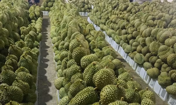 Nhật Bản tiêu hủy 2 lô sầu riêng và ớt Việt Nam