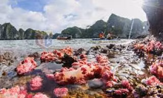 Kỳ thú thiên nhiên Quảng Ninh