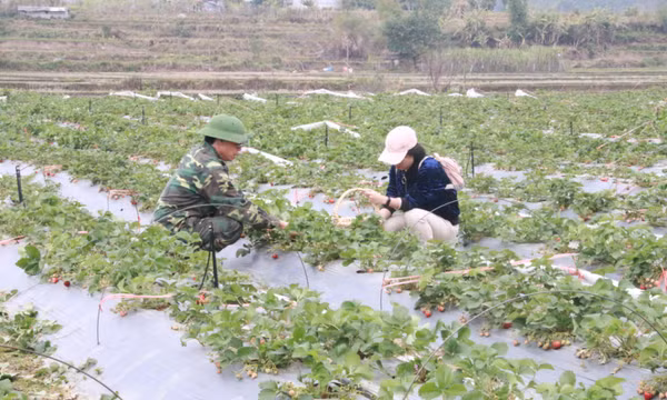 Đặc sắc du lịch nông nghiệp ở Bình Liêu