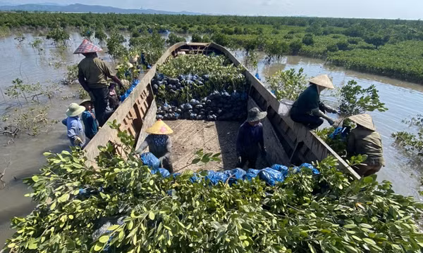 Thêm xanh những cánh rừng ngập mặn ở Đầm Hà