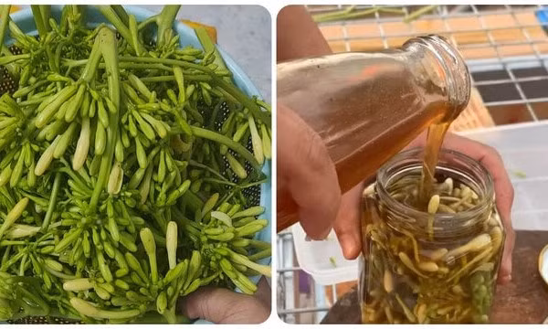 Hoa đu đủ đực ngâm mật ong trị bệnh gì?