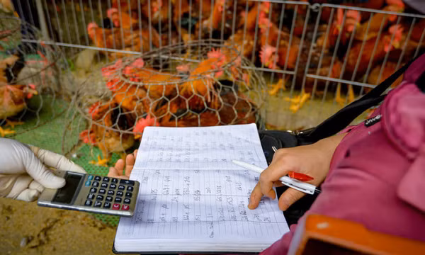 Giá lợn hơi xuống đáy, triệu hộ chăn nuôi 'còng lưng' gánh lỗ