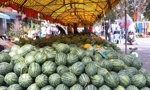 Dưa hấu Việt Nam được xuất khẩu chính ngạch sang Trung Quốc