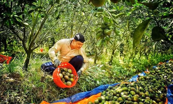 Cam sành xô ngang dưới 1.000 đồng/kg, người dân để cam chín tự rụng 50 - 60kg mỗi ngày