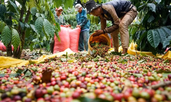 Giá cà phê tăng cao kỷ lục, châu Âu chỉ trông chờ vào Việt Nam