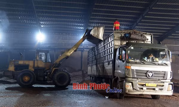 Sản xuất dầu điều: Ngành công nghiệp phụ giàu tiềm năng