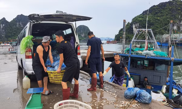 Gỡ “thẻ vàng” IUU: Cần giải pháp phù hợp và quyết tâm cao