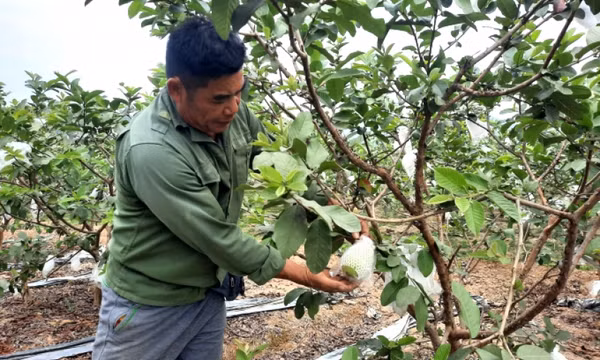 Nhân rộng các mô hình khuyến nông hiệu quả