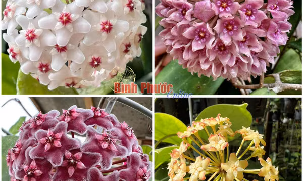 Làm giàu từ hoa cẩm cù
