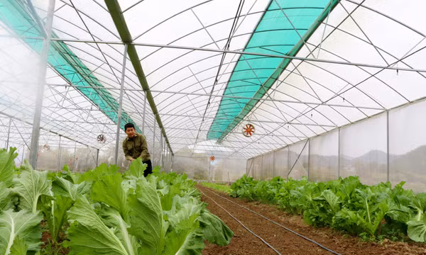 Bình Liêu - Tiếp sức cho sản xuất, tiêu thụ sản phẩm OCOP