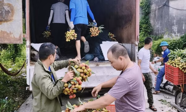 Mã số vùng trồng: Giải pháp xây dựng lòng tin cho nông sản