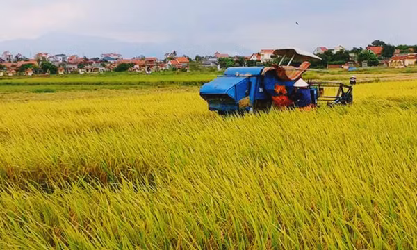 Đẩy nhanh tiến độ thu hoạch lúa vụ chiêm xuân