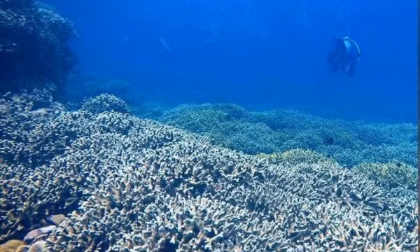 Tan hoang rạn san hô độc đáo trên vịnh Nha Trang