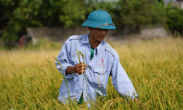 Lúa ma xâm hại gần 1.800 ha ở miền Bắc