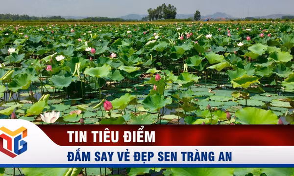Đắm say vẻ đẹp sen Tràng An