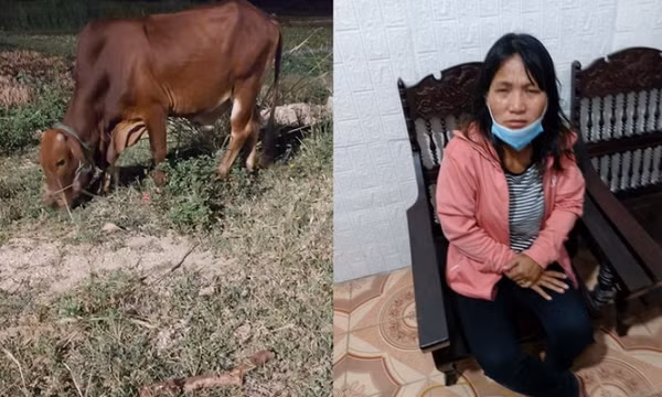 Bị "tóm" khi đi trộm bò trong đêm