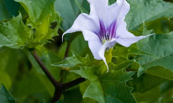 8 loại cây nguy hiểm cần tránh xa