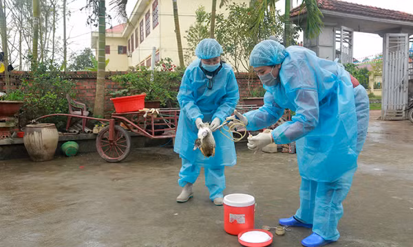 Bất cập của hệ thống thú y cơ sở
