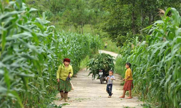 Mùa ngô xanh mướt trên cao nguyên đá Đồng Văn