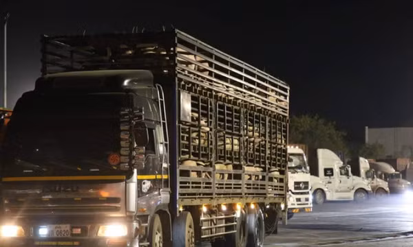 Khởi tố vụ án liên quan 2.700 con lợn không cách ly