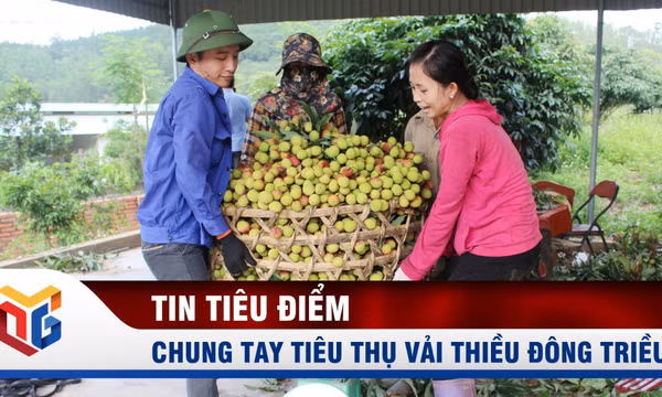 Cần người tiêu dùng chung tay tiêu thụ vải thiều Đông Triều