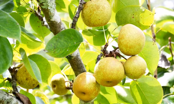 Mùa lê chín ngọt ở vùng cao Si Ma Cai