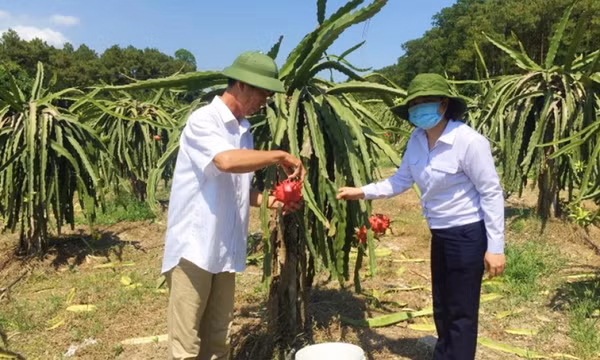 Quản lý mã số vùng trồng: "Giấy thông hành về chất lượng" cho nông sản 