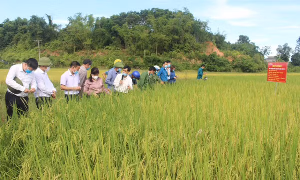 Huyện Đầm Hà kiên trì thực hiện mục tiêu kép
