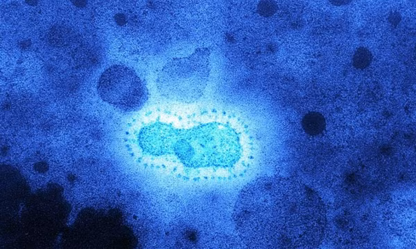 Dịch bệnh virus Corona từng hoành hành cách đây 20.000 năm