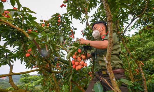Bắc Giang thiếu lao động thu hoạch vải thiều