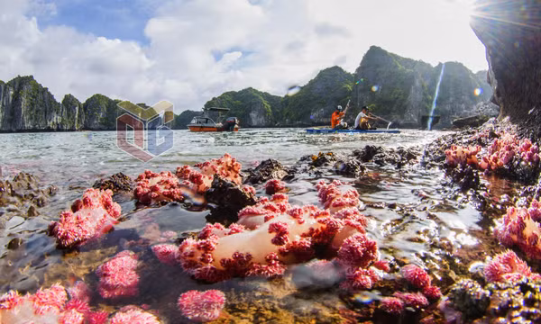 "Hoa biển" tuyệt đẹp trên Vịnh Hạ Long