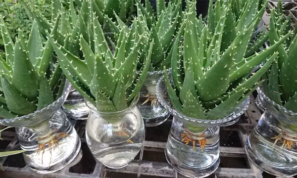 7 loại cây dễ trồng trong nhà vừa lọc sạch không khí lại làm thuốc chữa bệnh
