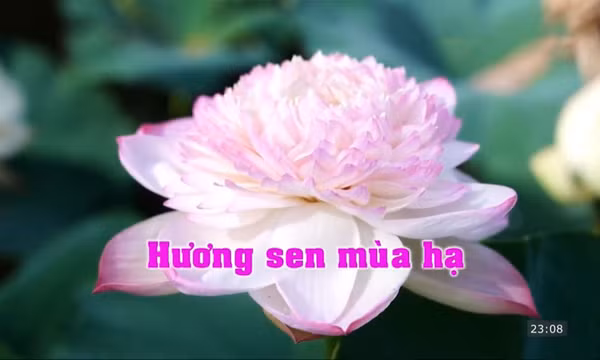 Hương sen mùa hạ