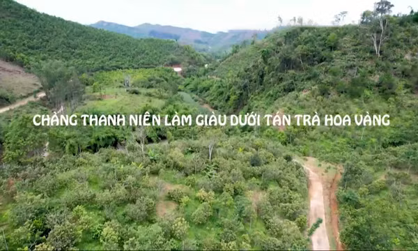 Chàng thanh niên làm giàu dưới tán trà hoa vàng