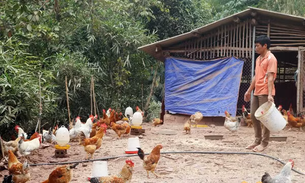 Thoát nghèo, làm giàu nhờ nuôi gà Tiên Yên
