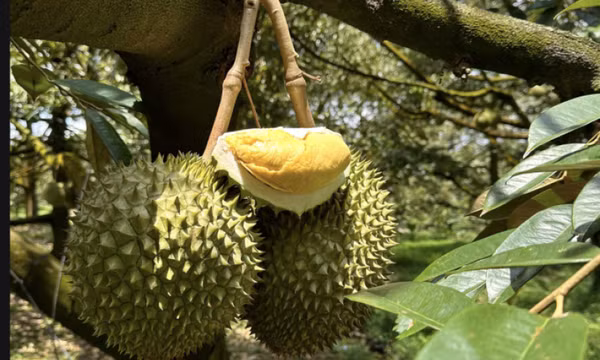 Giá sầu riêng lao dốc