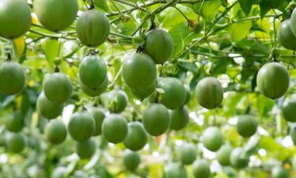 Xuất khẩu rau quả: Nhìn từ sự sụt giảm của sầu riêng
