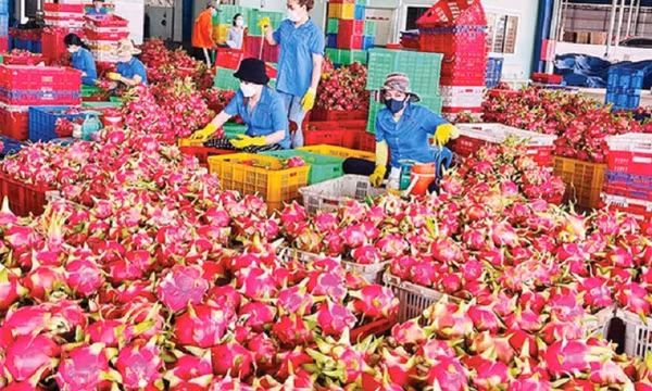 Thanh long bất ngờ soán ngôi 'vua' trái cây Việt Nam
