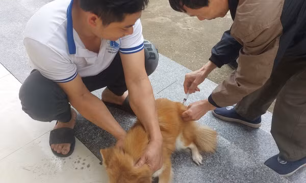 Nâng tỷ lệ tiêm vắc-xin phòng dịch, bệnh trên vật nuôi