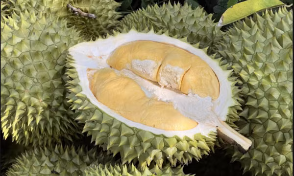 Xuất khẩu sầu riêng tụt hạng