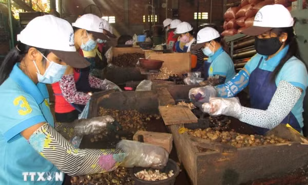 Nông lâm thủy sản Việt Nam: Tăng trưởng mạnh, vẫn lo bởi 3 kịch bản áp thuế