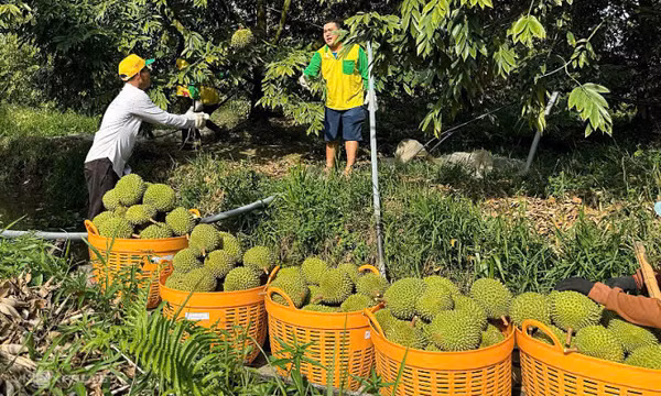 Sầu riêng đông lạnh - cánh cửa tỷ USD